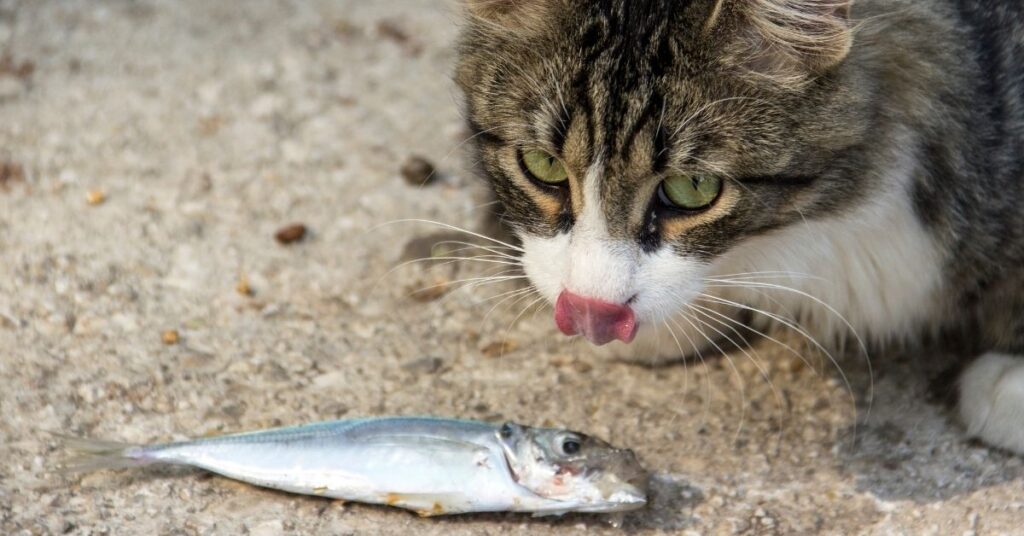 A cat eating fish. Fish is a source of essential amino acids like taurine.