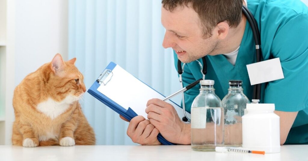 A cat getting a vet check-up.