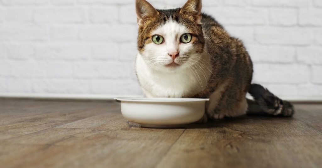 A cat eating from a bowl.