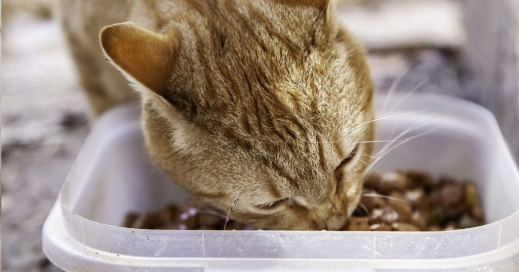 A senior cat eating dry food.