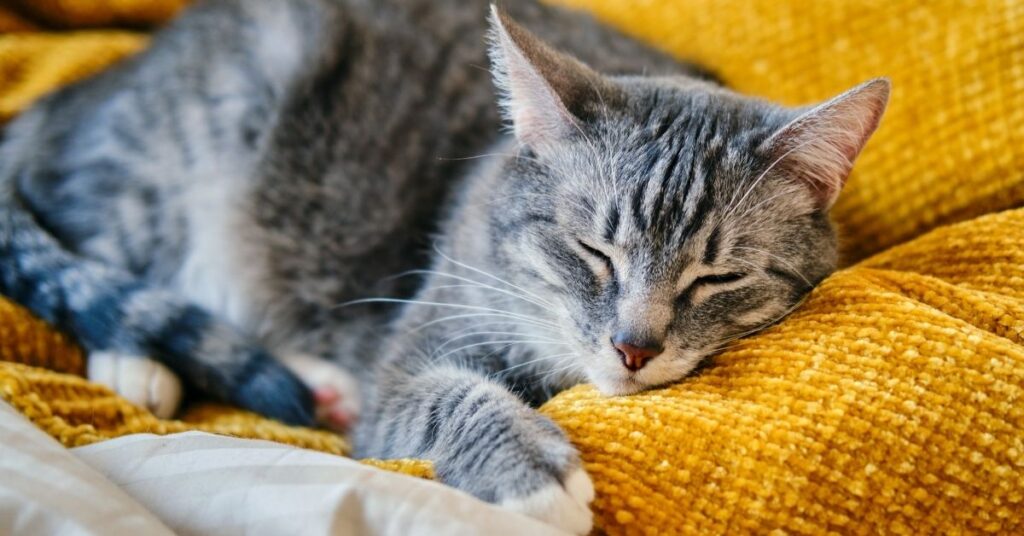 Why Do Cats Purr When You Pet Them? The Surprising Truth