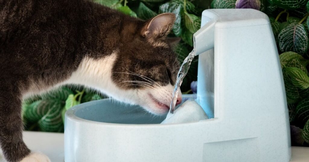 Best cat water fountain