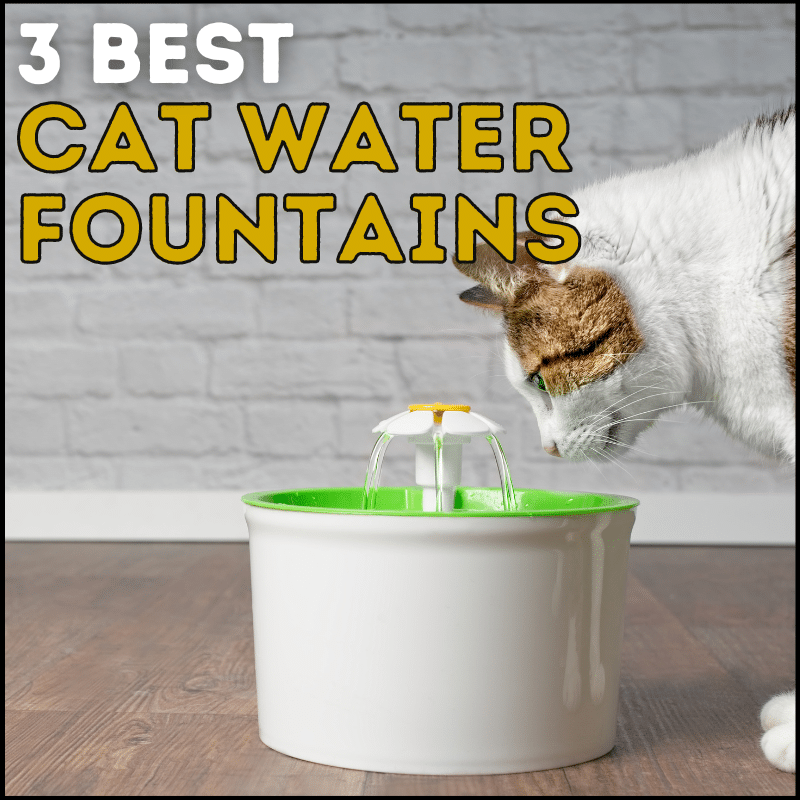 Quenching Feline Thirst: 3 Best Cat Water Fountains