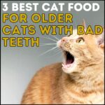 3 Best Cat Food for Older Cats with Bad Teeth Picks