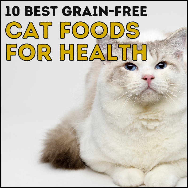 10 Best Cat Foods