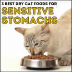 3 Best Dry Cat Food for Sensitive Stomachs