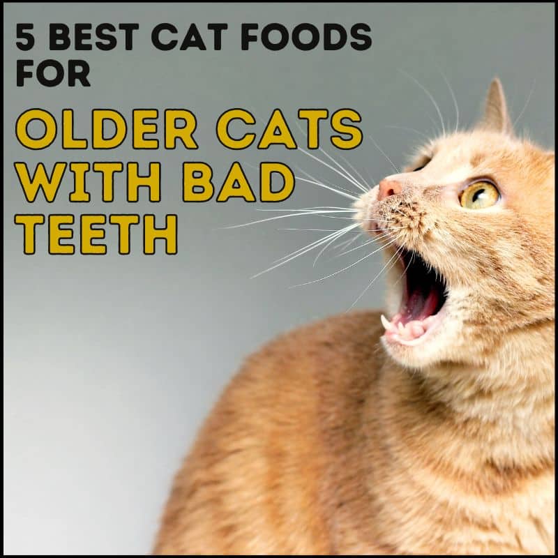 5 Best Cat Food for Older Cats with Bad Teeth