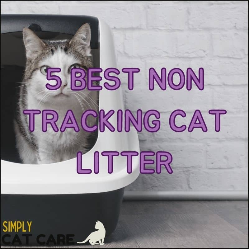 5 Best Non Tracking Cat Litter Choices For a Clean House