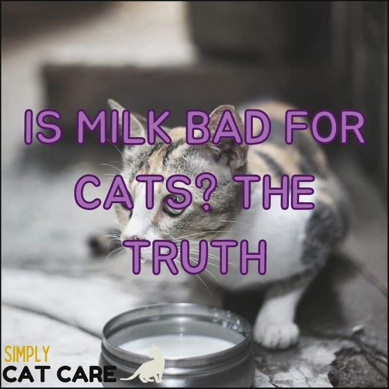 Is Milk Bad for Cats?  The Truth
