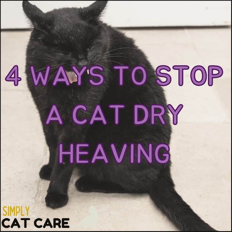 4 Ways to Help Stop a Cat Dry Heaving