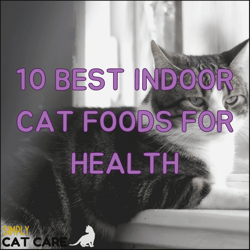 10 Best Indoor Cat Foods for Health