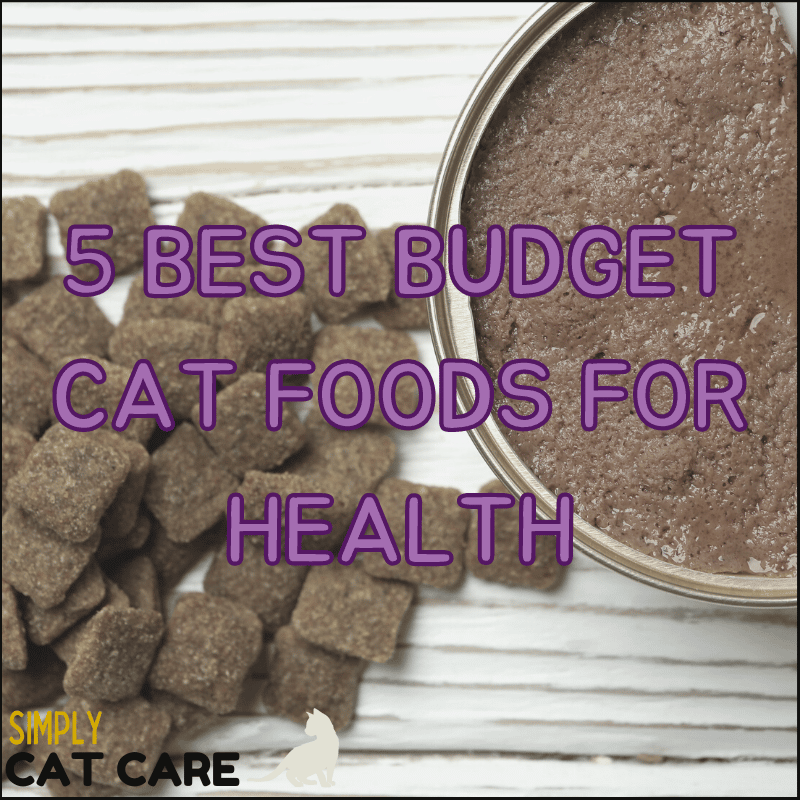 5 Best Budget Cat Foods For Top Health