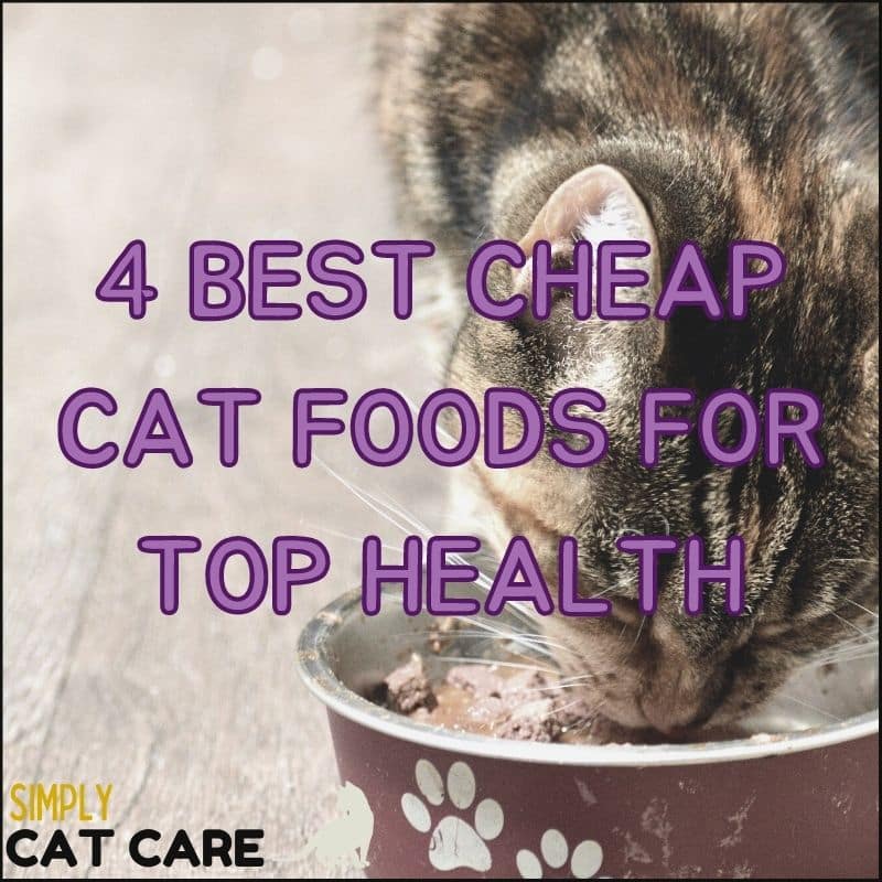4 Best BUDGET Cat Foods For Top Health