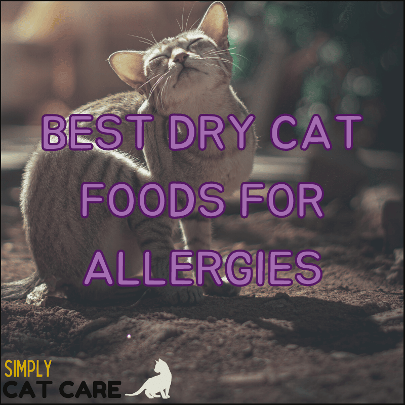 5 Best Dry Cat Foods for Allergies