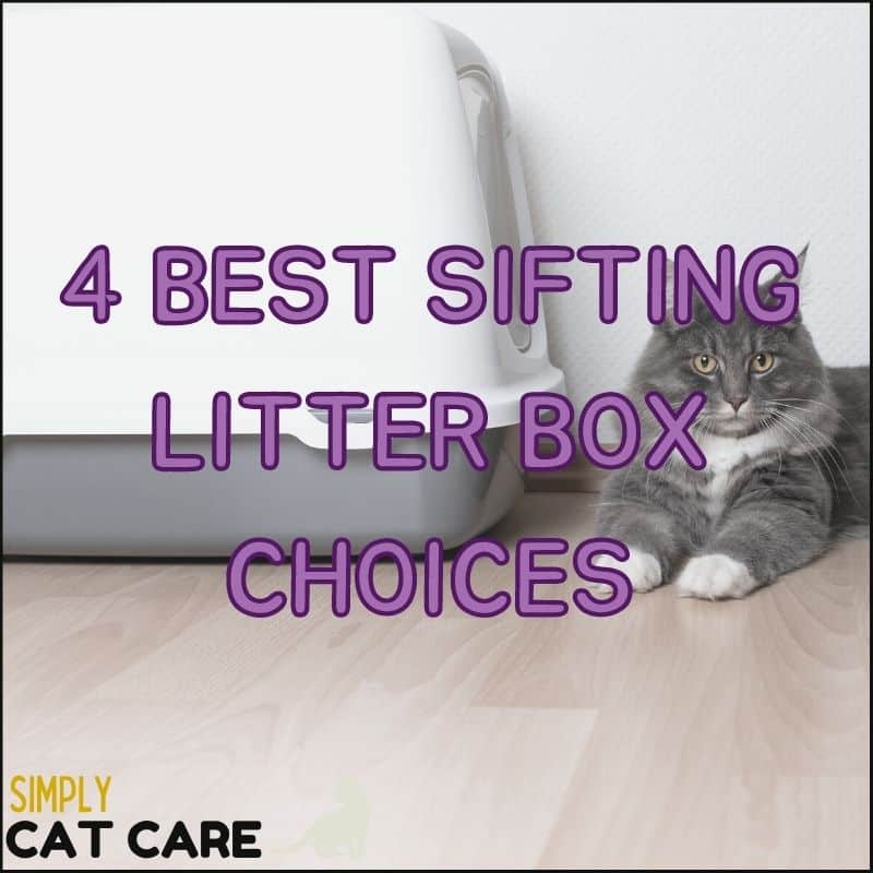 4 Best Sifting Litter Box Choices To Make Life Easier