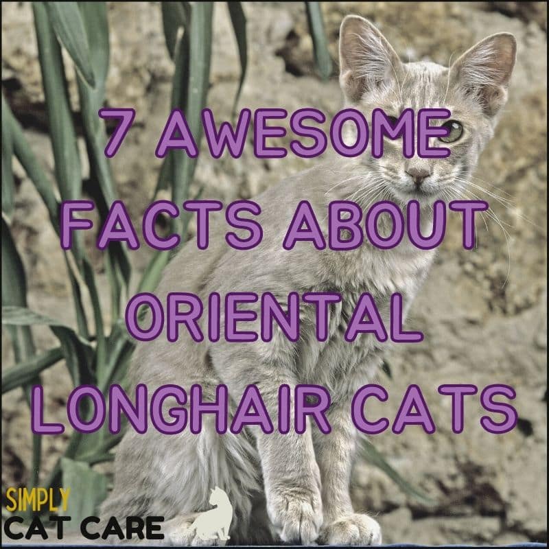 7 Awesome Facts about Oriental Longhair Cats