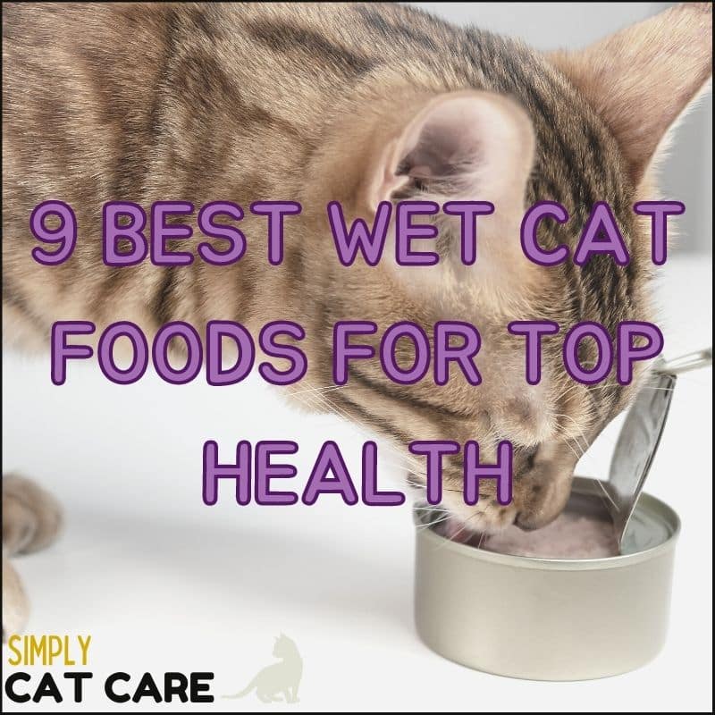10 Best Wet Cat Foods Ranked For Health