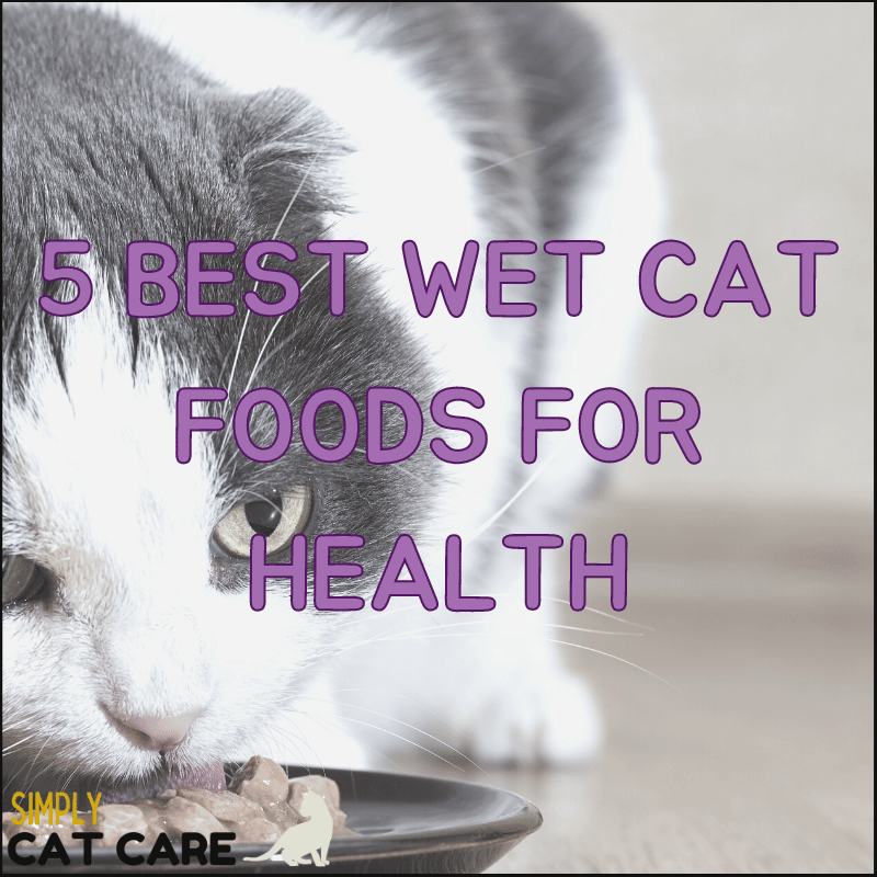 5 Best Cat Food for Cats with Diarrhea to Stop Sloppy Poos