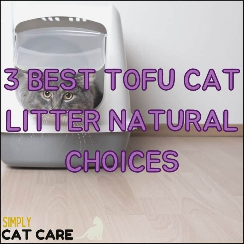 3 Best Tofu Cat Litter Natural Choices