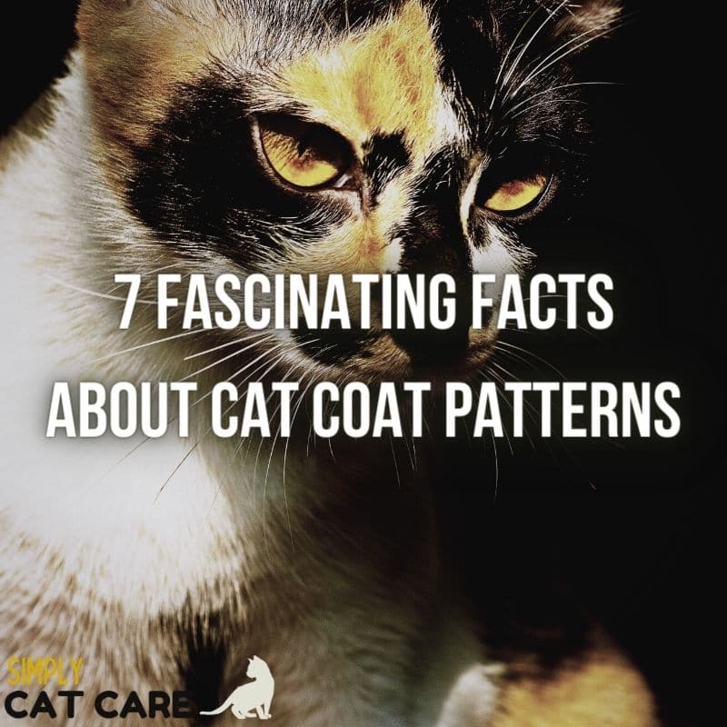 7 Fascinating Facts About Cat Coat Patterns