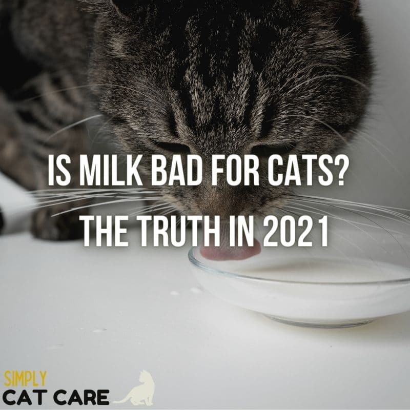 Is Milk Bad for Cats?  The Truth in 2021