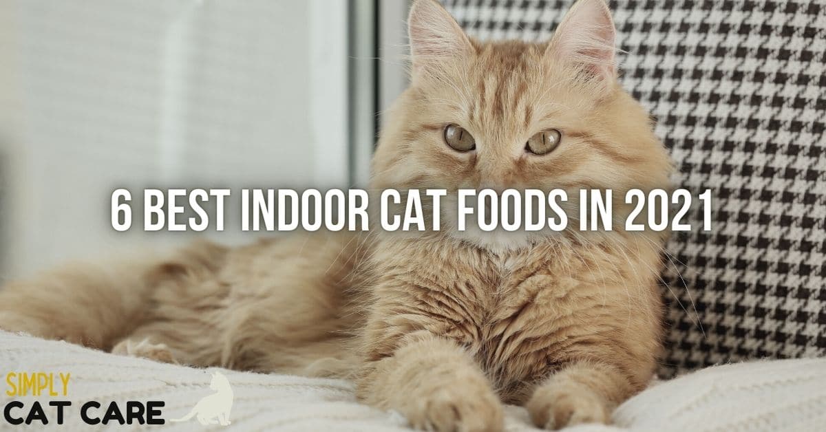 3 Best Indoor Cat Foods for Health in 2024