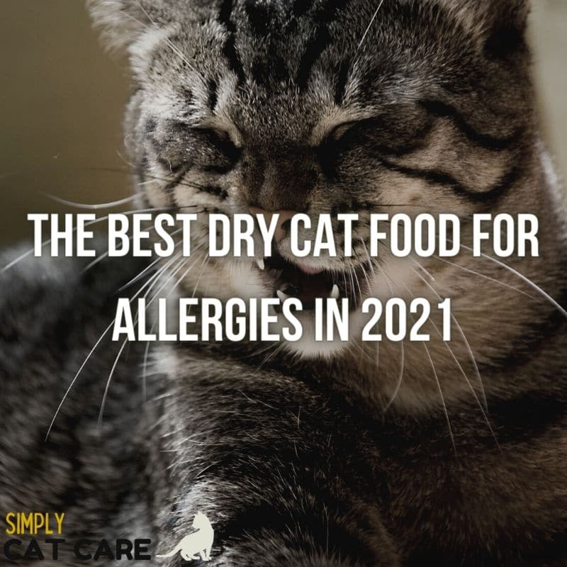 Best Dry Cat Food for Allergies in 2021