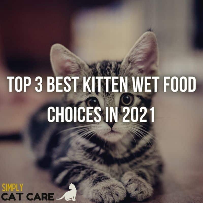 3 Best Wet Kitten Foods For Health
