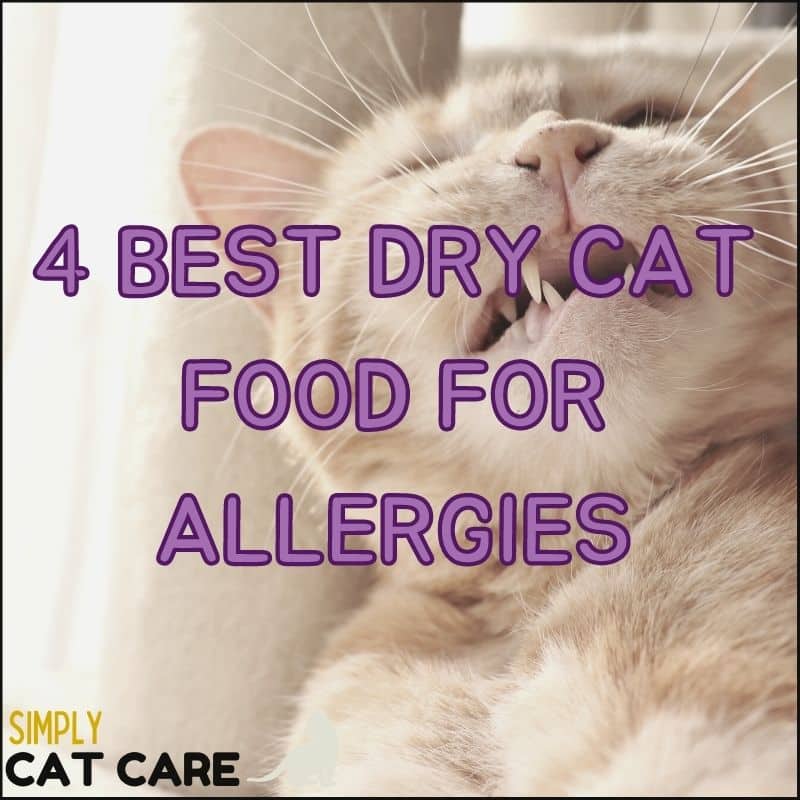 4 Best Dry Cat Food for Allergies To HELP STOP Sneezing and itching