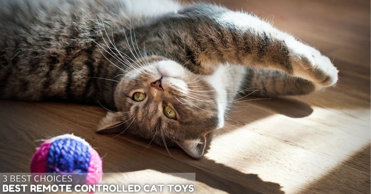 3 Best Remote Controlled Cat Toys in 2021 - Simply Cat Care