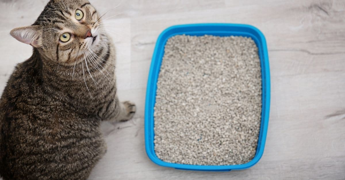 3 Best Non Tracking Cat Litter Choices 2022 Simply Cat Care