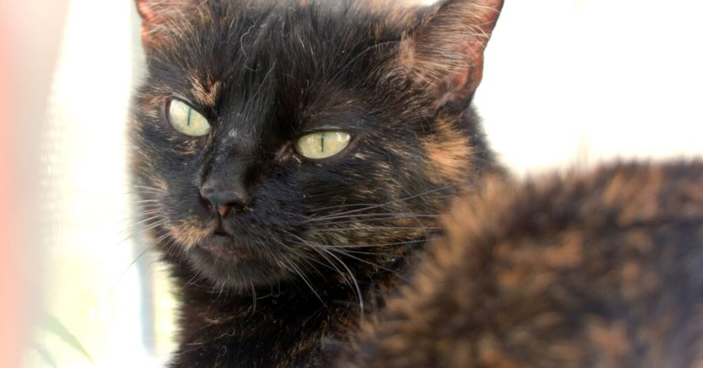 A tortoiseshell cat