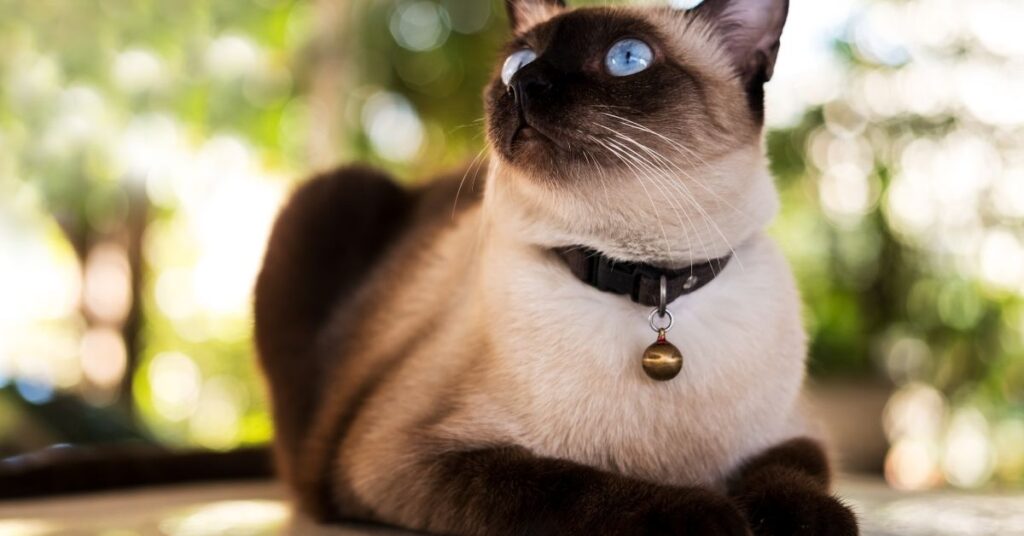 A Siamese cat