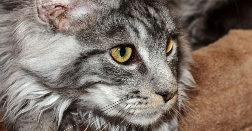 A longhaired cat