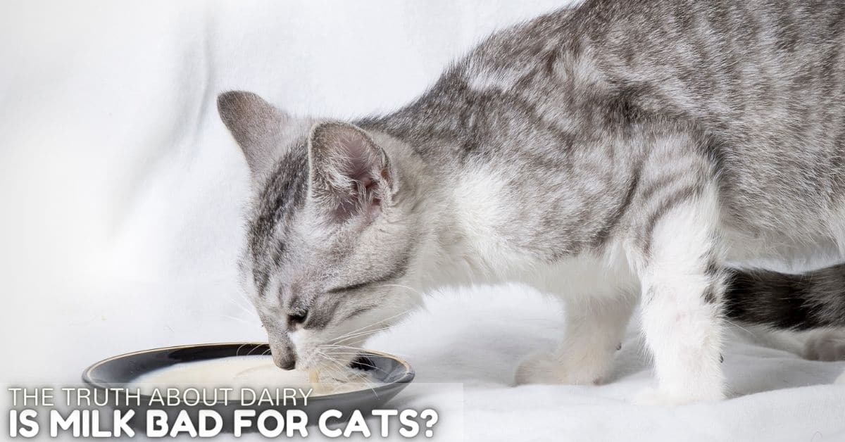 Is Milk Bad for Cats? The Truth