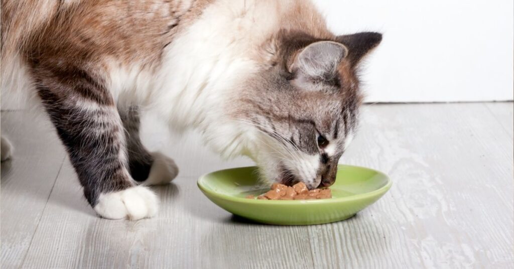 A cat eating food.