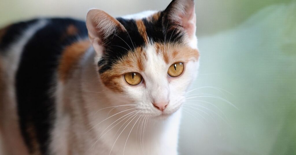 A calico cat