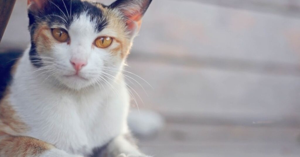 A calico cat