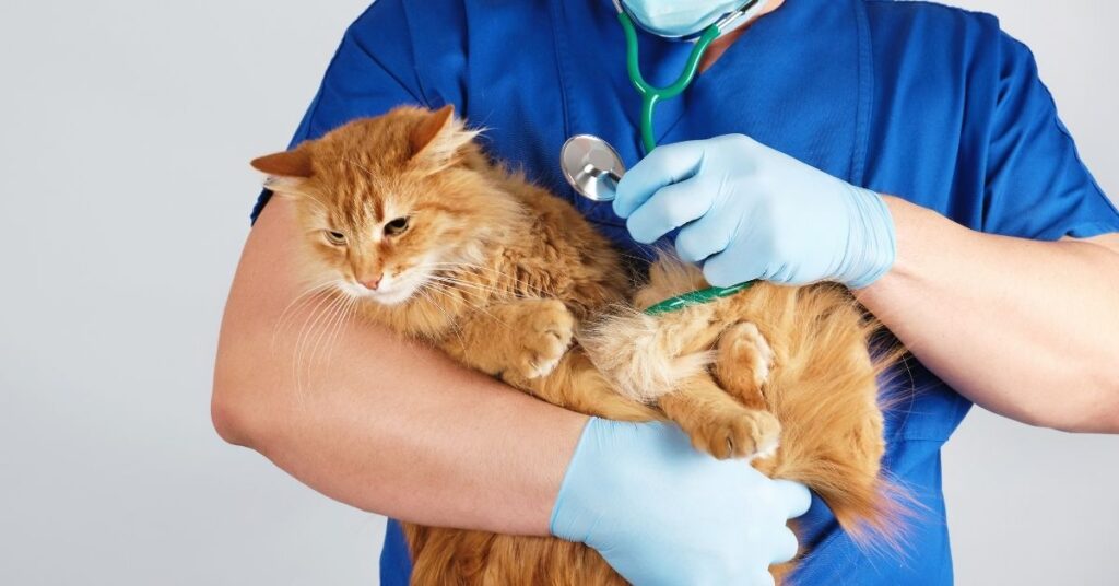 A vet holding a cat.