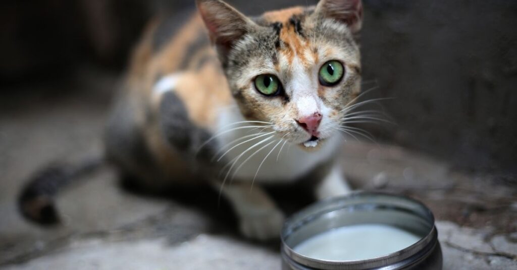 Cat drinking milk.