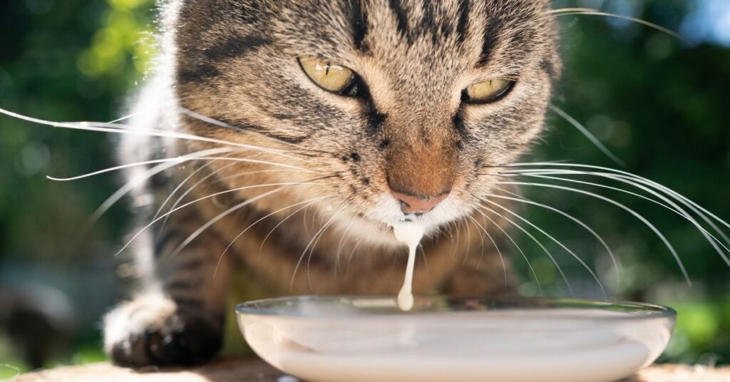 is milk bad for cats
