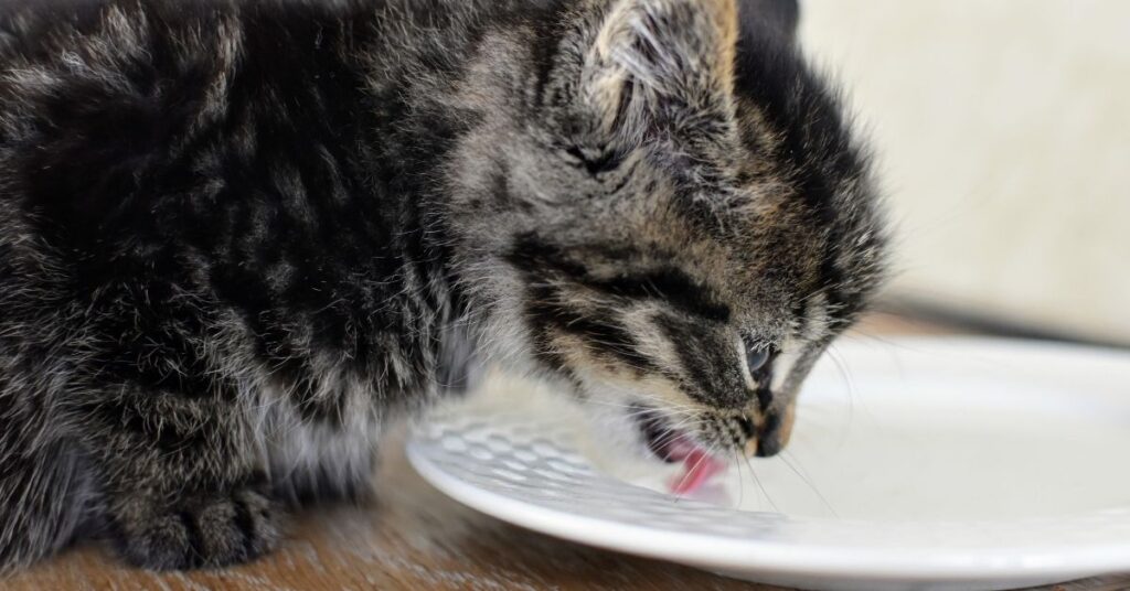 A kitten drinking from a saucer of milk.