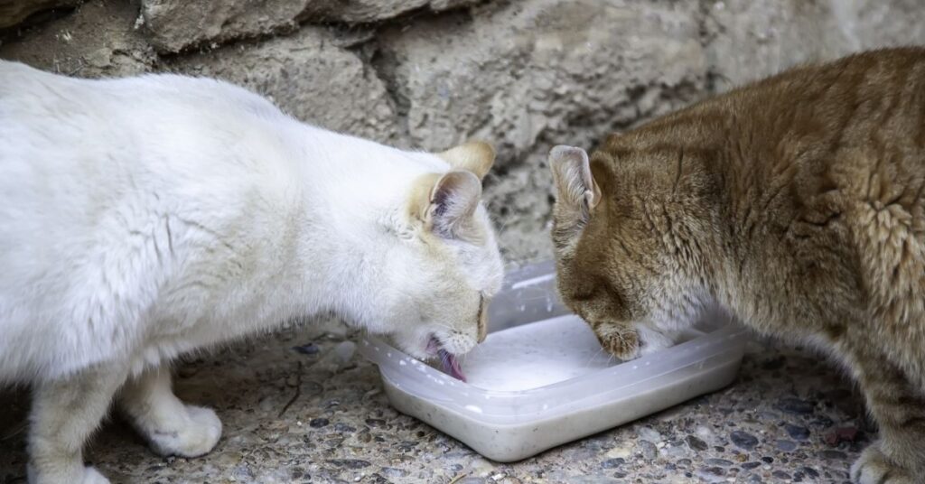 Cats drinking milk.