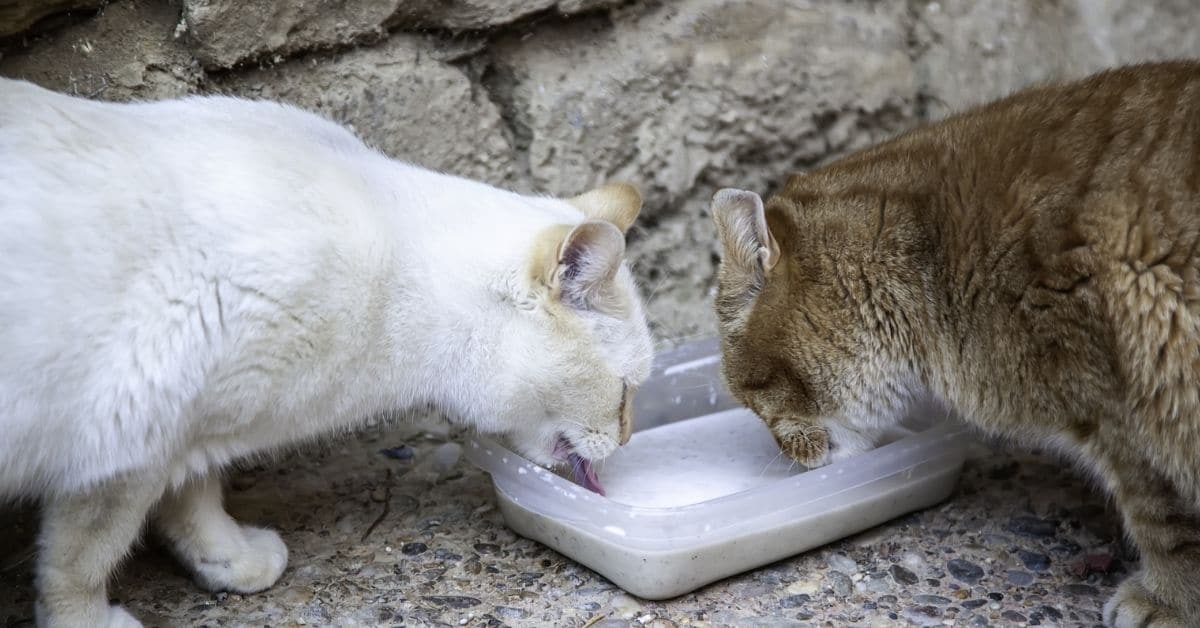 Is milk bad for cats the truth 2022 simply cat care