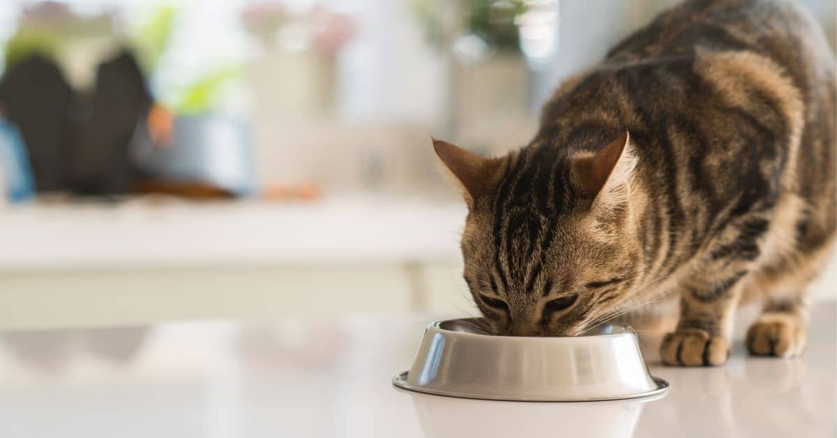 4 Ways to Help Stop a Cat Dry Heaving - Simply Cat Care