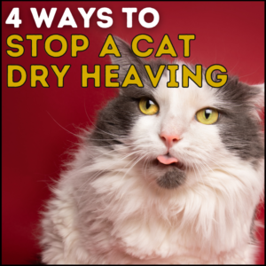 4 Ways to Stop a Cat Dry Heaving