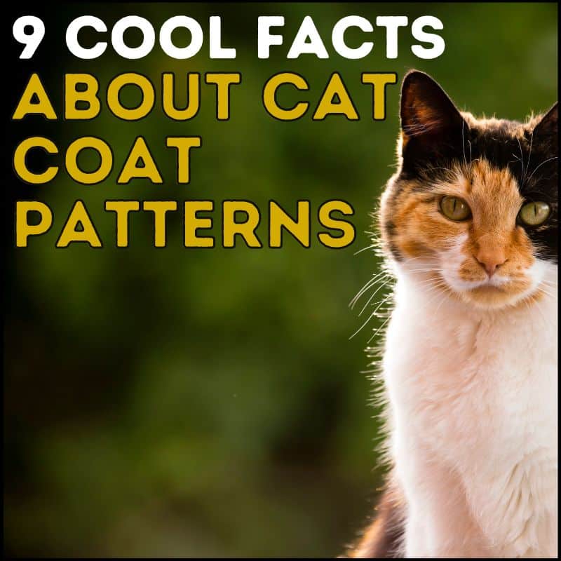 9 Cool Facts About Cat Coat Patterns