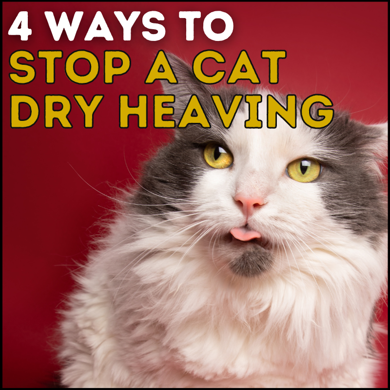 4 Ways to Help Stop a Cat Dry Heaving