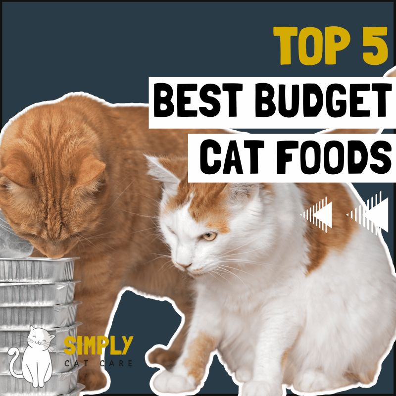 Best Budget Cat Food: A Comprehensive Guide for Savvy Pet Owners