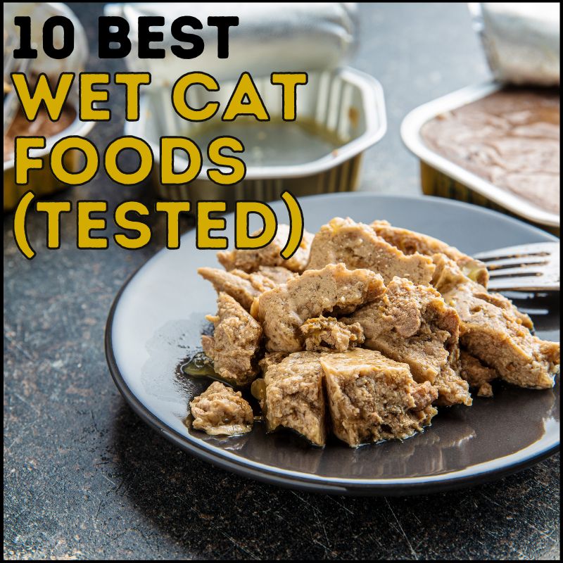 10 Best Wet Cat Foods: Cat Tested & Approved